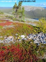 kellostapulin-ruska-ja-kesanki