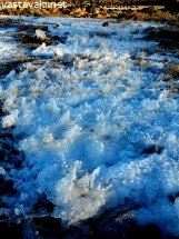 merenranta-pakkasella-ja-jaatynyt-rantaheinikko