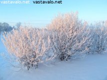 kuurapensaat-puistossa