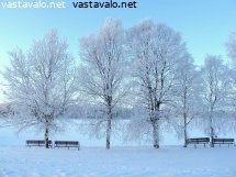 rantakoivujen-kuura