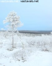 puurajan-havupuu
