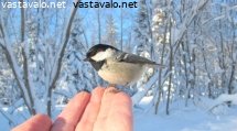 kuusitiaisen-talvi