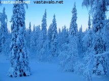 kynttilakuuset-ja-sininen-hamara