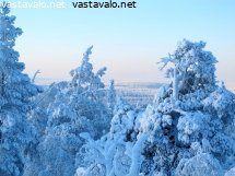 yllastunturin-tykkylumipuut