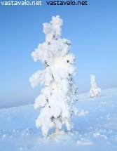 puurajan-tykkylumipuu