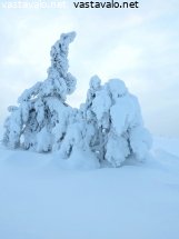 tunturin-tykkylumipuut