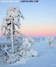 tunturin-tykkylumipuu-ja-auringonnousu