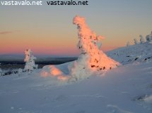 aamupaivan-valo-tykkylumipuussa