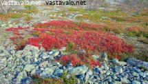 syksyiset-riekonmarjalehdet