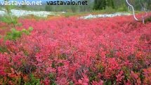 juolukan-ruskaa-punaisenaan