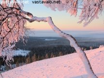 tunturikoivu-ja-auringonlasku-marraskuussa