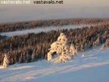 tunturin-yksinainen-tykkylumipuu
