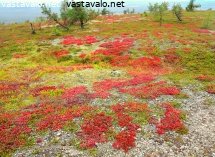 kaskeron-syksyinen-ruska