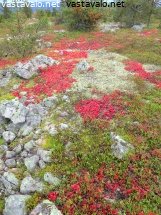 riekonmarjalehdet-koristaa-tunturia
