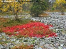 hehkuvan-punaiset-riekonmarjalehdet