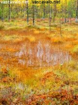 syksyn-punerrus-jangalla
