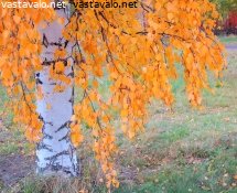 syksy-ja-riippakoivun-ruska