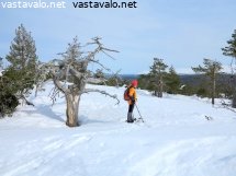 tunturin-kelopuu-ja-lumikenkailija