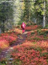 vaeltaja-ja-ruskajuolukat