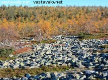 kellostapulikurun-ruskaa