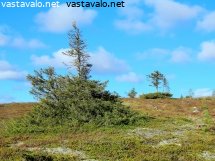 aakenuksen-sitkeat-kuuset