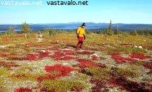 kaskeron-vaeltaja-ja-punaiset-riekonmarjalehdet