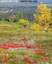 tunturin-ruskamaisema-ja-vaeltaja