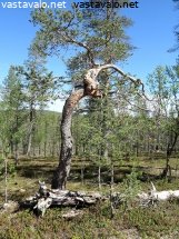eramaa-ja-mannyn-taipunut-runko