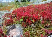 haavepalon-punaiset-ruskamustikat