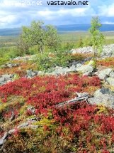 haavepalon-ruskaa