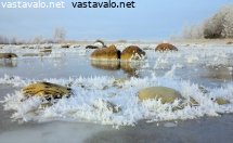 rantakivien-kuurankukat