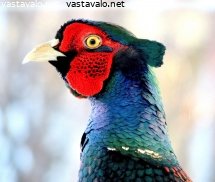 fasaanin-katse