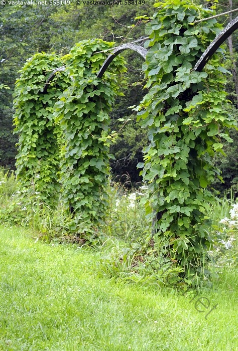 Kuva: Humala kaarella - Humulus lupulus köynnös monivuotinen yrtti ...