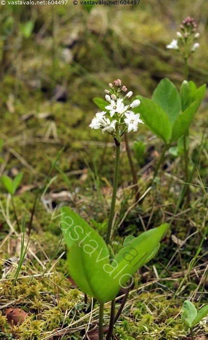 kuva-raate-kukkii-menyanthes-trifoliata-raate-suokasvi-kukka-kukat