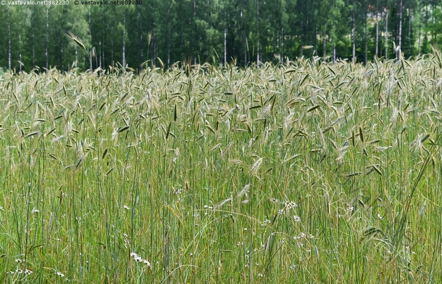 Kuva Pitkäkortinen ruis pitkäkorsinen ruis Secale cereale ruispelto