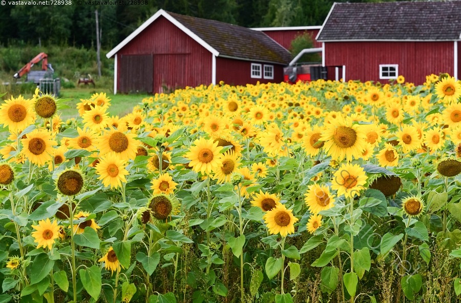 Kuva Auringonkukkapelto Auringonkukka Auringonkukat Helianthus kuva-auringonkukkapelto-auringonkukka-auringonkukat-helianthus