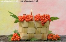pihlajanmarjat-korissa