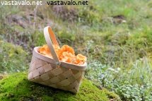 kantarellikori