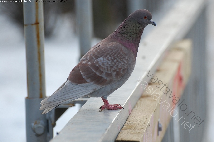 kuva-kyyhkynen-kesykyyhky-kalliokyyhky-columba-livia-pulu-kyyhkynen
