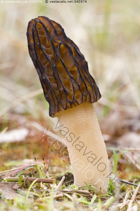 Kuva Kartiohuhtasieni Morchella Elata Morchellaceae Kartiohuhtasieni kuva-kartiohuhtasieni-morchella-elata-morchellaceae-kartiohuhtasieni