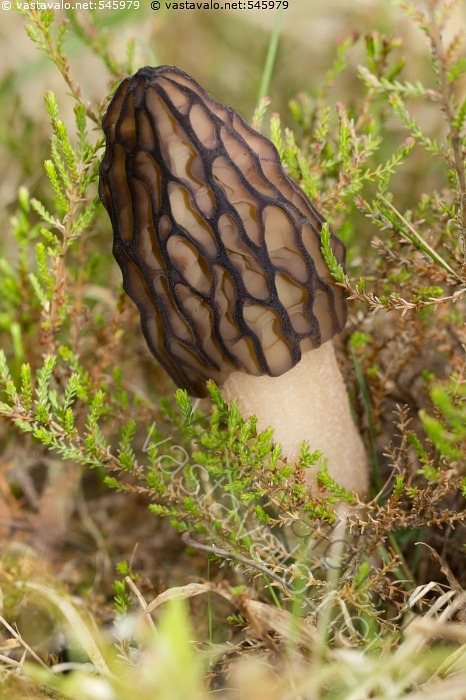 Kuva Kartiohuhtasieni Morchella Elata Morchellaceae Kartiohuhtasieni kuva-kartiohuhtasieni-morchella-elata-morchellaceae-kartiohuhtasieni