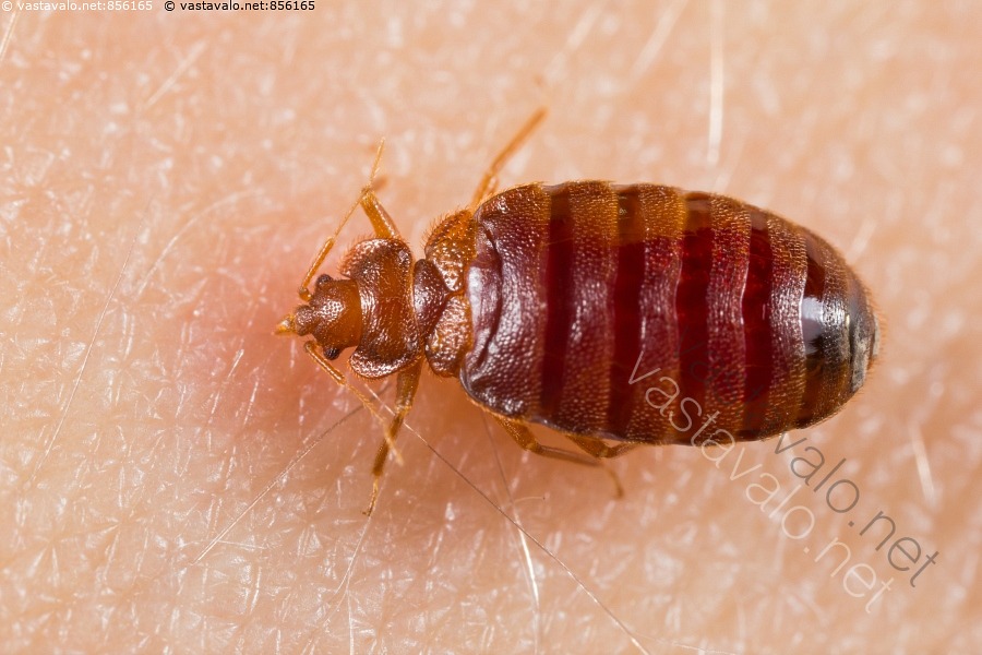 Kuva Lutikka Veriaterialla Cimex Lectularius Lutikka Sein lude Lude kuva-lutikka-veriaterialla-cimex-lectularius-lutikka-sein-lude-lude