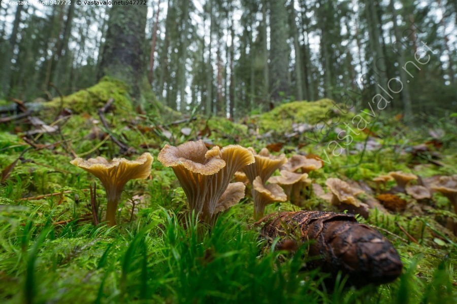 Kuva Vahveroita Kuusimets ss Craterellus Tubaeformis Suppilovahvero kuva-vahveroita-kuusimets-ss-craterellus-tubaeformis-suppilovahvero