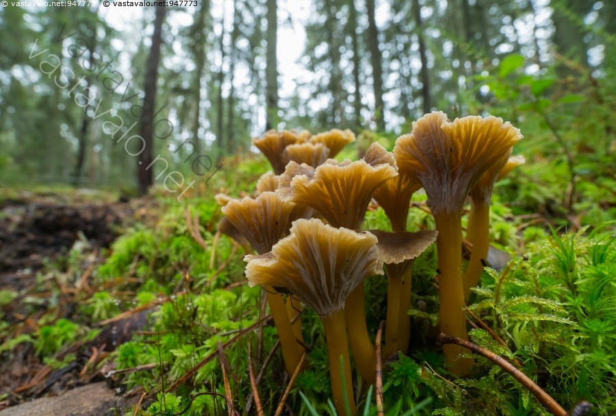 Kuva Vahveroita Kuusimets ss Craterellus Tubaeformis Suppilovahvero kuva-vahveroita-kuusimets-ss-craterellus-tubaeformis-suppilovahvero