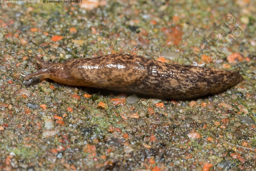 Kuva: Valepeltoetana - Deroceras reticulatum valepeltoetana peltoetana ...