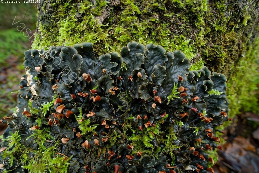 kuva-nahkaj-k-l-haavan-tyvell-peltigera-praetextata