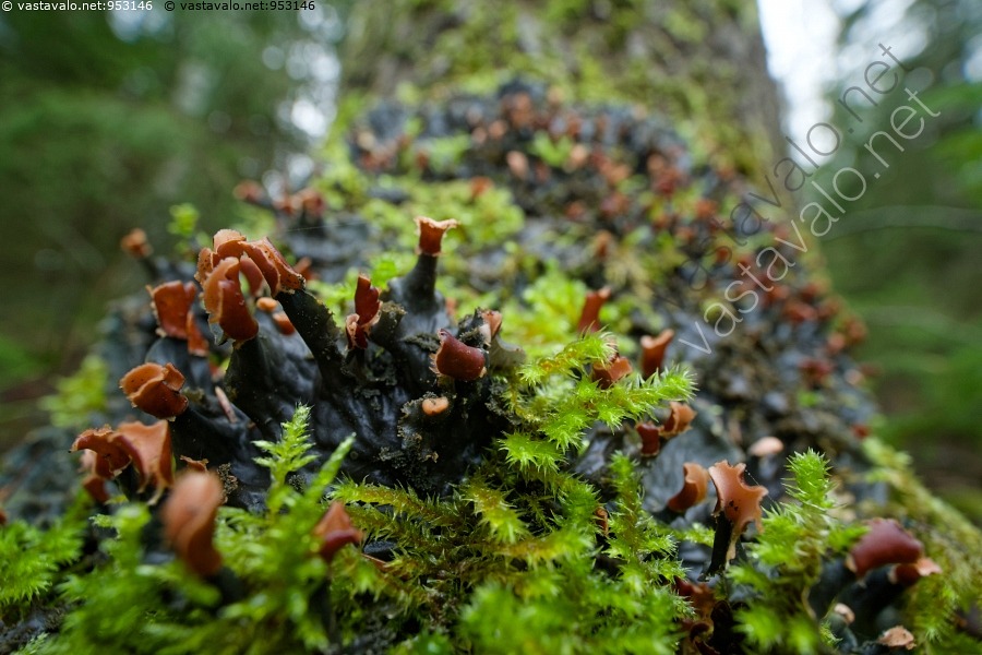 kuva-nahkaj-k-l-haavan-tyvell-peltigera-praetextata