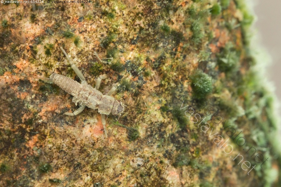Kuva Koskikorennon Toukka Plecoptera Koskikorennon Toukka kuva-koskikorennon-toukka-plecoptera-koskikorennon-toukka