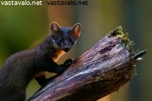 naata-kotimetsassaan