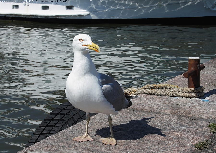 College porno kolmikko